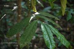 Goniothalamus cardiopetalus